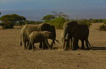6 Day Group Safari to Mara Nakuru & Amboseli in Foreign Language