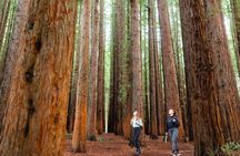 Small Group Yarra Valley: Redwoods Forest & Premium Wine Tour 