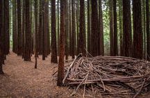 Yarra Valley Redwoods Tour with Winery Lunch or Wildlife Option
