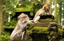 Ubud: Monkey Forest, Rice Terrace and Waterfall (All Inclusive)