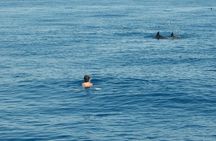 Ortigia-blue cave island tour with dolphin sighting