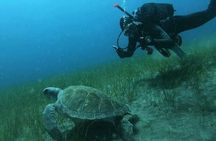 Scuba Diving in Turtle and Ray Area