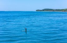Uvita Costa Rica Private Surfing Adventure