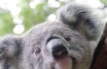 Melbourne Shore Excursion, Wine Region, Wildlife, Shared Tour