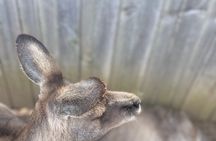 Hobart Signature Shore Excursion Small Group