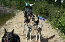 Step Into the Yukon and Sled Dog Tour