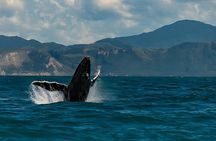 Kaikoura Day Tour From Christchurch 