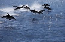 Kaikoura Day Tour From Christchurch 