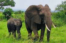 5 days Mikumi National Park and Nyerere National Park Adventure