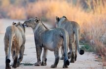5 days Mikumi National Park and Nyerere National Park Adventure