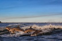 Private Boat Tour Dolphins Sunsets Shell Island and Snorkeling