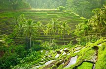 Explore Ubud: All-Inclusive Private Tour with Lunch