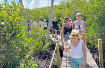 Mangrove Board Walk and Kayaking Tour