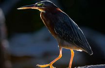 Mangrove Board Walk and Kayaking Tour