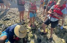 Mangrove Board Walk and Kayaking Tour