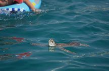 Yellow Boat Cruises: Afternoon Family Blue Lagoon & Turtle Cruise