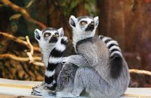 Madagascar Exploring Antananarivo to Andasibe 7 D/6 N (Comfort)