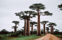 Madagascar Exploring Antananarivo to Andasibe 7 D/6 N (Comfort)