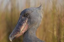 Half day shoe bill tracking at Mabamba Swamps