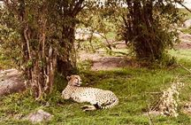 6 Day Group Safari to Mara, Nakuru and Amboseli 