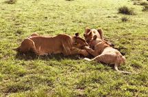 6 Day Group Safari to Mara, Nakuru and Amboseli 
