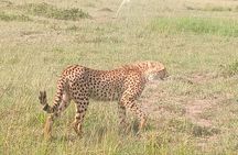 6 Day Group Safari to Mara, Nakuru and Amboseli 