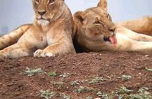 6 Day Group Safari to Mara, Nakuru and Amboseli 