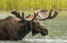 Discover Jasper and its Wildlife