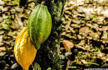 A Journey of Coffee, Tea and Chocolate Flavors in the Landscape of Cusco 