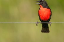 Birdwatching at Agrícola Camelias – A Sustainable Sanctuary
