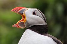 Private Puffin Encounter from Port of Seydisfjordur