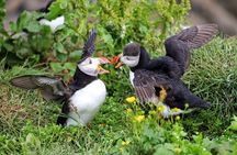 Private Puffin Encounter from Port of Seydisfjordur