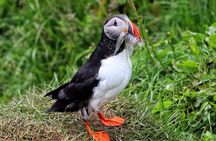 Private Puffin Encounter from Port of Seydisfjordur