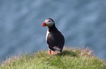 Private Puffin Encounter from Port of Seydisfjordur