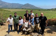 Tour Tasting Wines of Maipo Costa in Melipilla Santiago