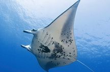 Glow of the Deep: Night Snorkeling with Manta Rays