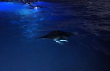 Glow of the Deep: Night Snorkeling with Manta Rays