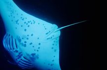 Glow of the Deep: Night Snorkeling with Manta Rays