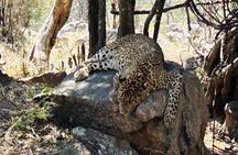 Explore Bangalore’s Wild Side – A Memorable Bannerghatta Safari!