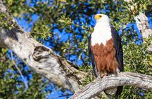 Okavango Delta Mokoro Day Tour