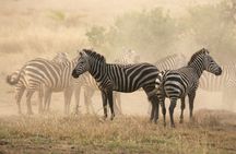 4-Day Budget Safari: Tarangire, Serengeti & Ngorongoro Crater