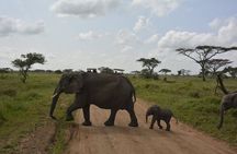 3-Day Budget Safari: Tarangire ,Ngorongoro Crater & Lake Manyara