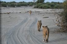 Victoria Falls Adventures - Game Drives Zambezi National Park 