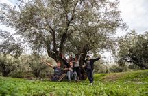 Delphi: Valley Olive Grove Hiking