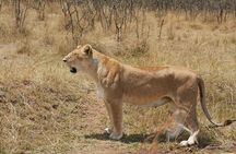 3 Day - Big Five Group safari to Serengeti & Ngorongoro Crater
