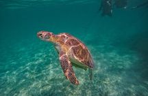 Yalku lagoon and turtles akumal sanctuary