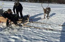 Ice Fishing With Reindeers