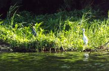 Bird Watching at private nature reserve, Mombacho.