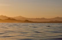 Sunset Cruise in San Jose del Cabo