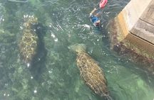  San Juan Snorkel with Turtles and Manatee's; Free Video and Rum!